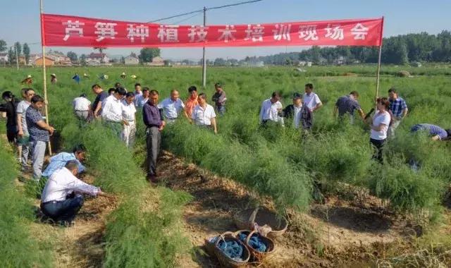 芦笋常见虫害用什么药打,芦笋防虫害用什么农药