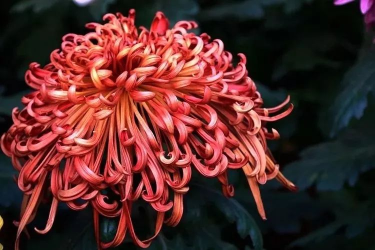 花中四君子菊花,花中四君子菊花的简介