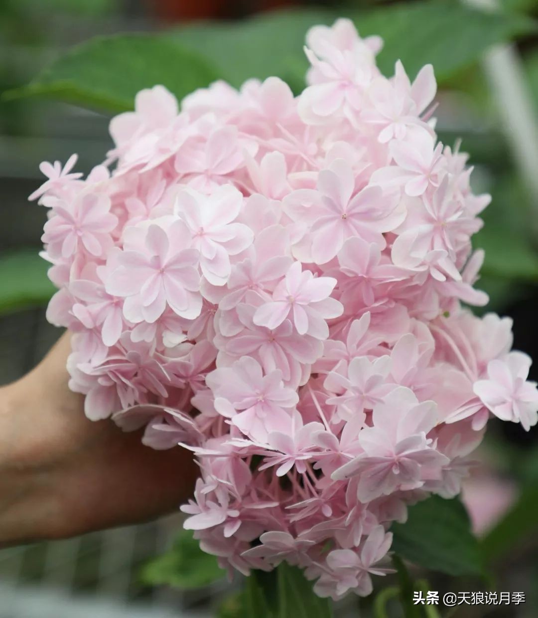 绣球季家里不缺花，全场8折迎初夏