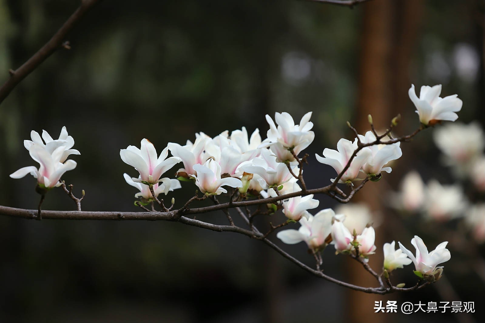 吉利辟邪的植物盆栽有哪些,可辟邪的盆栽树种有哪些