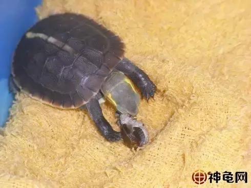 箱养蟋蟀白虫养殖方法,养半水龟水陆两栖怎样布置