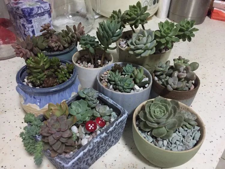 一见倾心二见,一见倾心二见倾城三见定终身