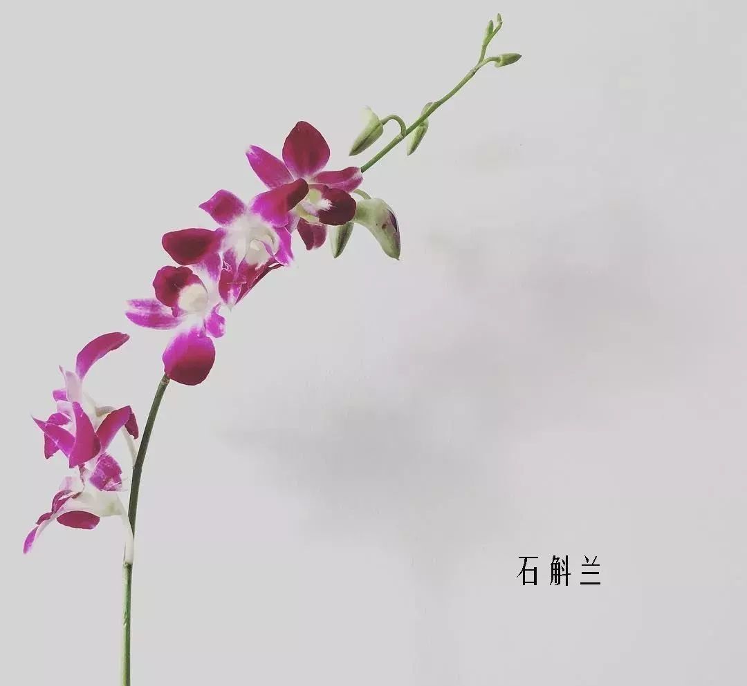 花店里同款的两种不同价格的花材,花店最容易被顾客误解的几种花材