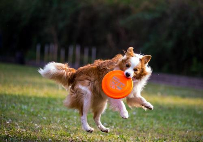 边牧有多聪明丢飞盘,边牧聪明的可怕的瞬间