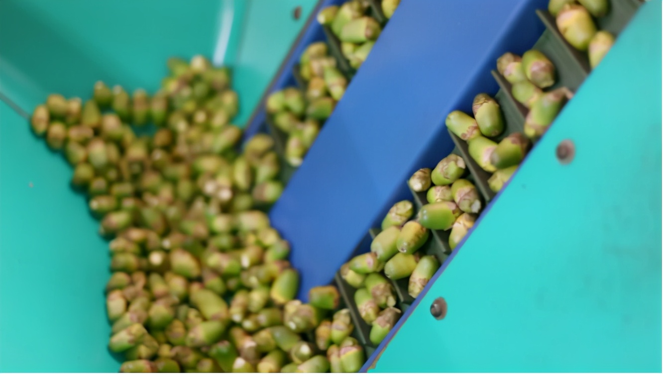 揭秘槟榔如何快速毁掉你的健康,从医学角度来说槟榔的坏处