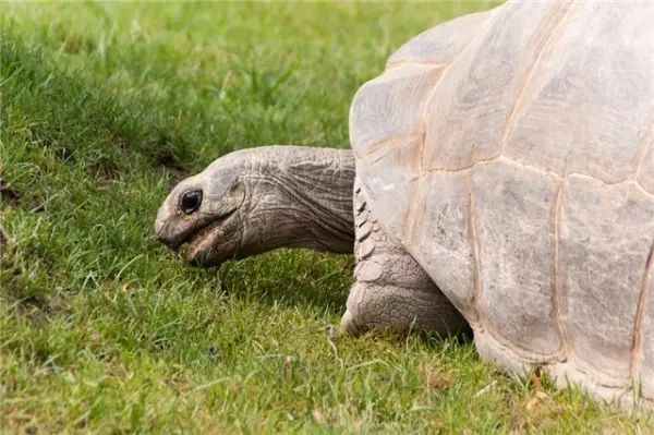 毛里求斯蜜月推荐酒店,去毛里求斯蜜月要多少钱