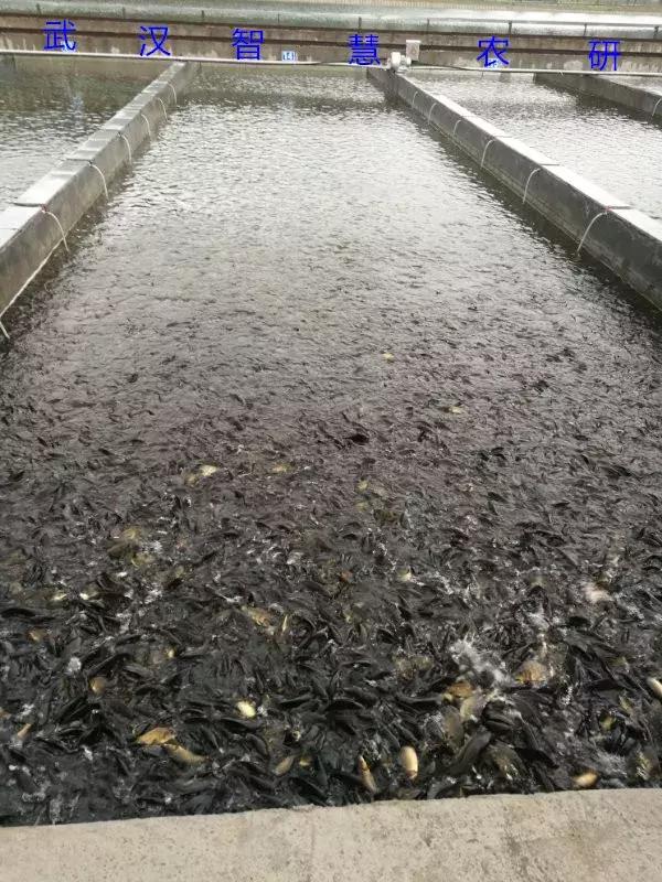 池塘内循环流水养鱼模式有何优势,低碳高效池塘循环流水养殖模式