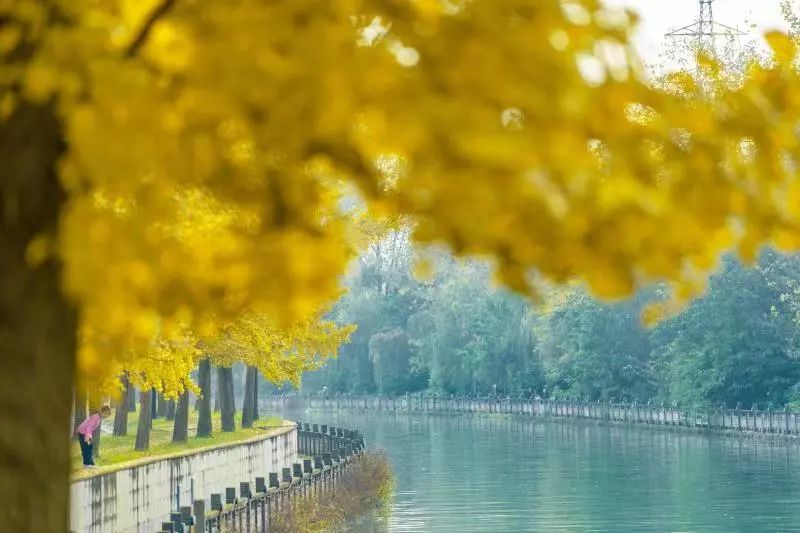成都市区值得一去的银杏打卡,双流看银杏叶