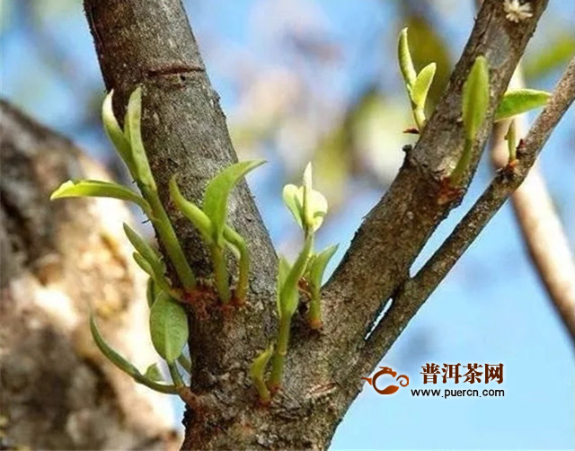 普洱茶里的马蹄是什么,普洱茶里马蹄是什么