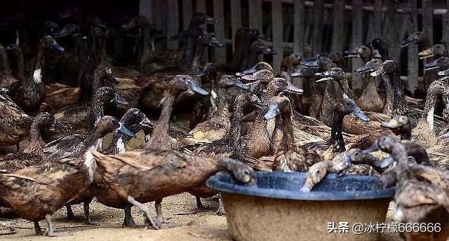 农民返乡创业有哪些好项目可以做,返乡创业扶持项目政策