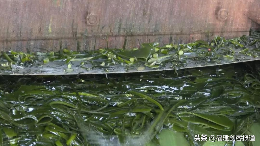 海带采收,海带收割最新视频