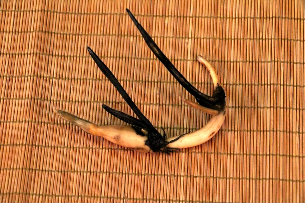 碗莲怎么磨开口,碗莲的正确打开方式