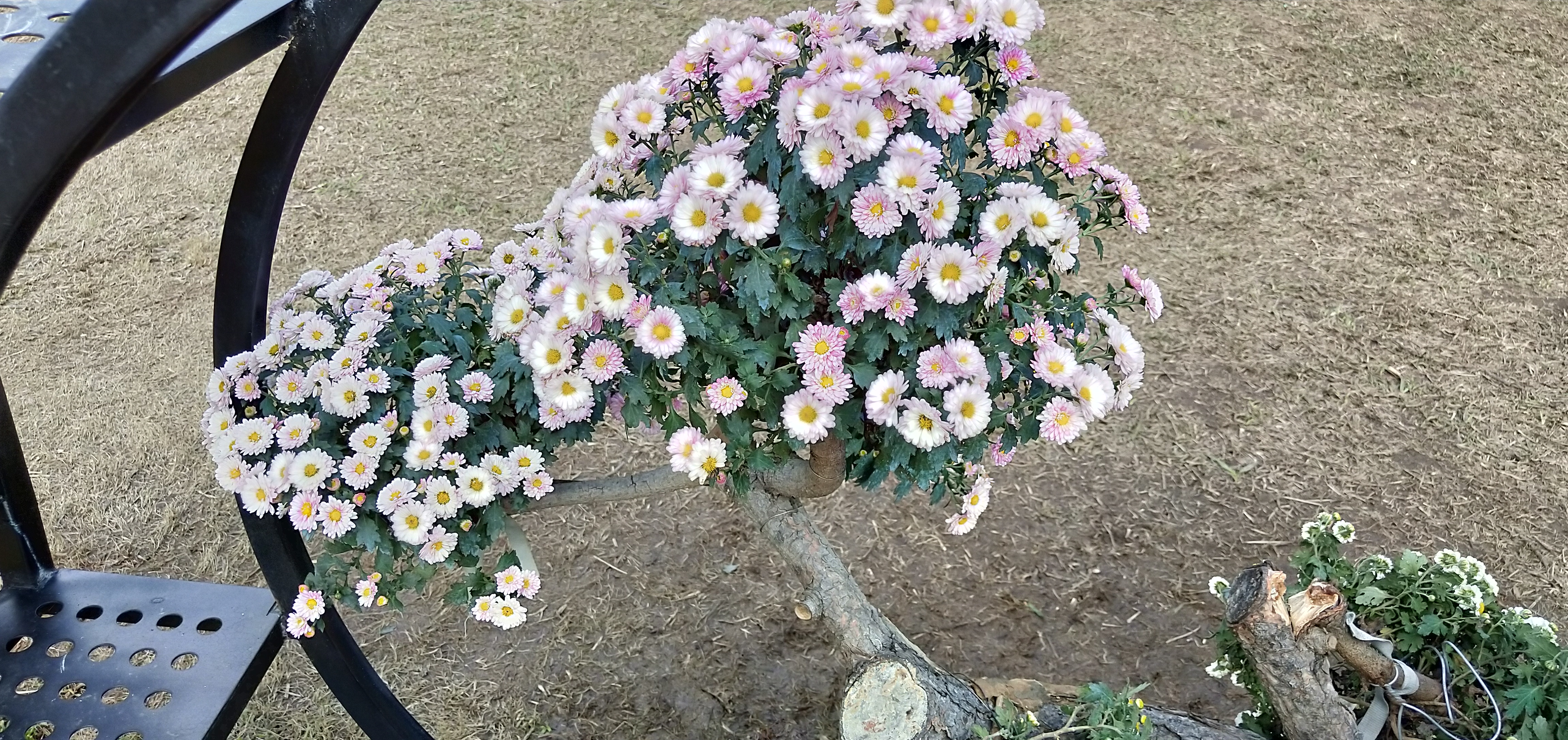 东湖公园菊花花展时间2021,深圳东湖荷节花展