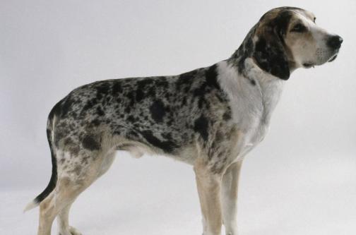 性格温顺的大型犬品种,宠物狗大型犬都有哪些品种