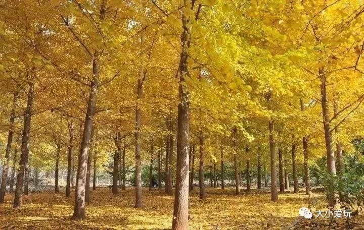 北京12处绝美的银杏林赏叶指南,北京银杏观赏地