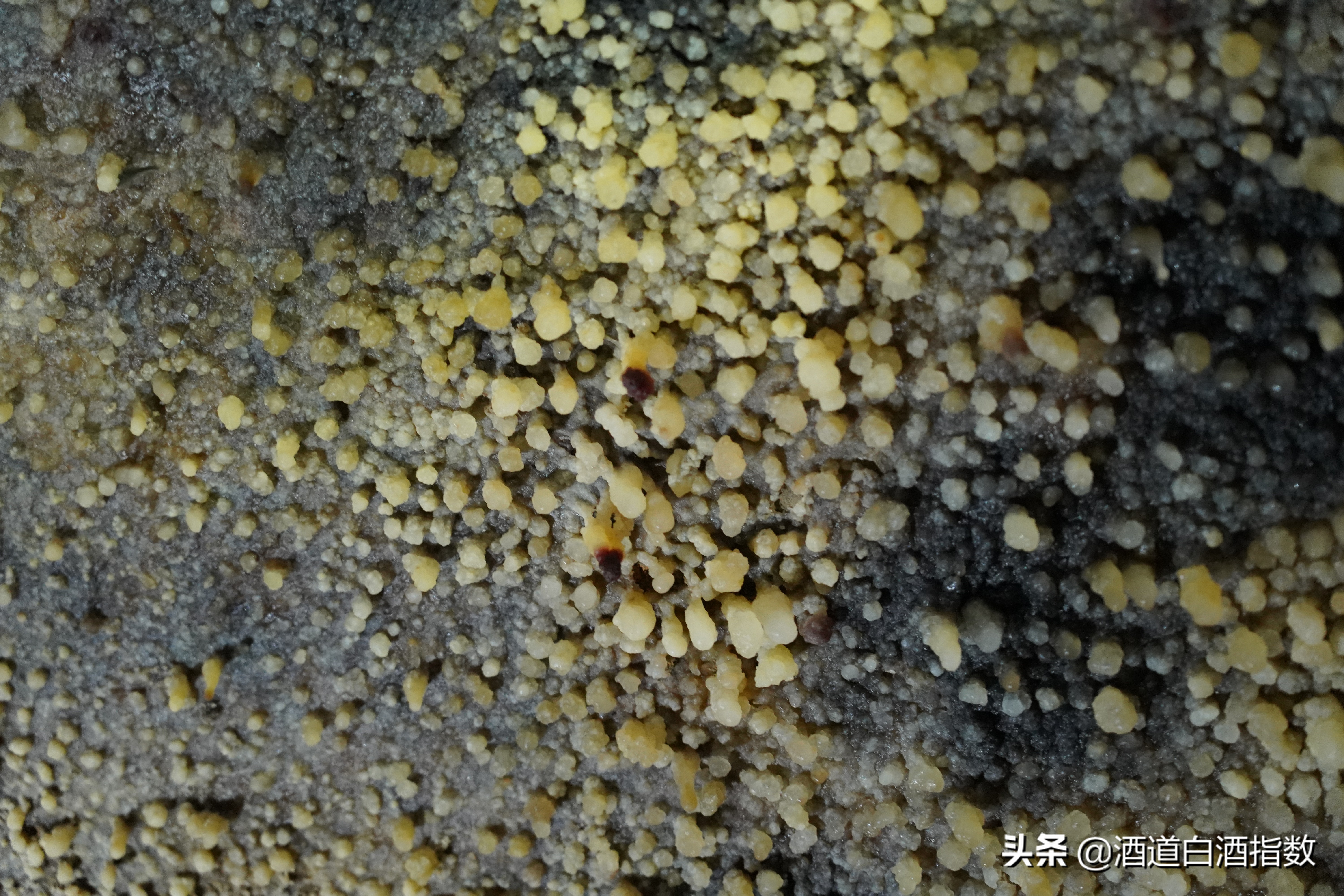 探索深藏闹市的百亿酒窖揭开清朝老酒神秘面纱——袁曦藏老酒会馆