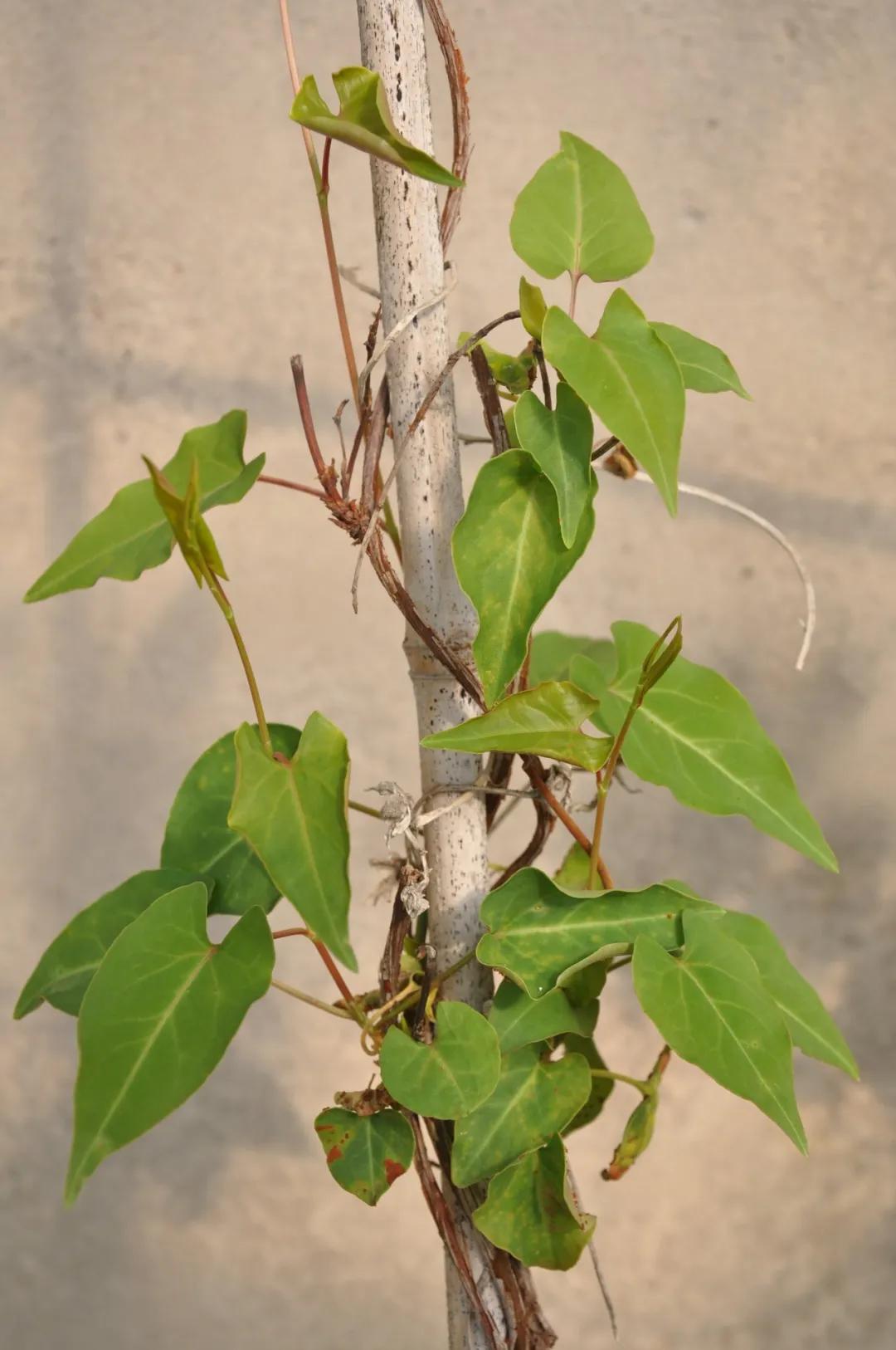 硬核整顿！高清中药教材原植物彩*图色**谱（四期）