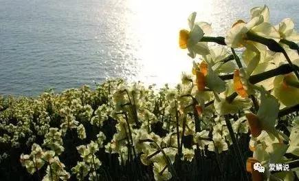 适合锦鲤池水面种植的植物,锦鲤鱼池能长什么植物