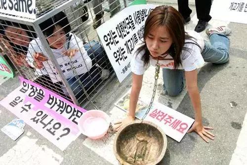 韩国最大的宠物狗市场,世界上最大狗肉市场