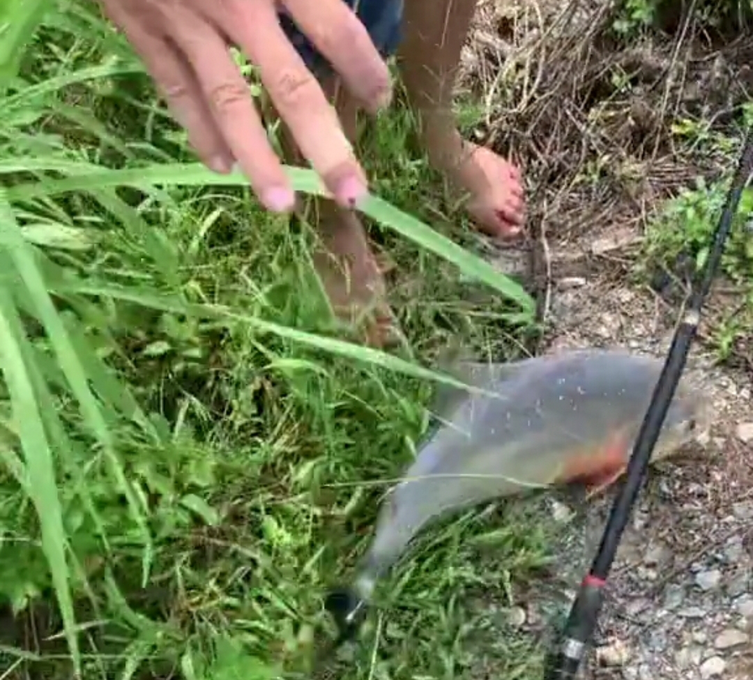 淡水白鲳是亚马逊食人鱼吗,广东男子在池塘发现大量毒鱼出没