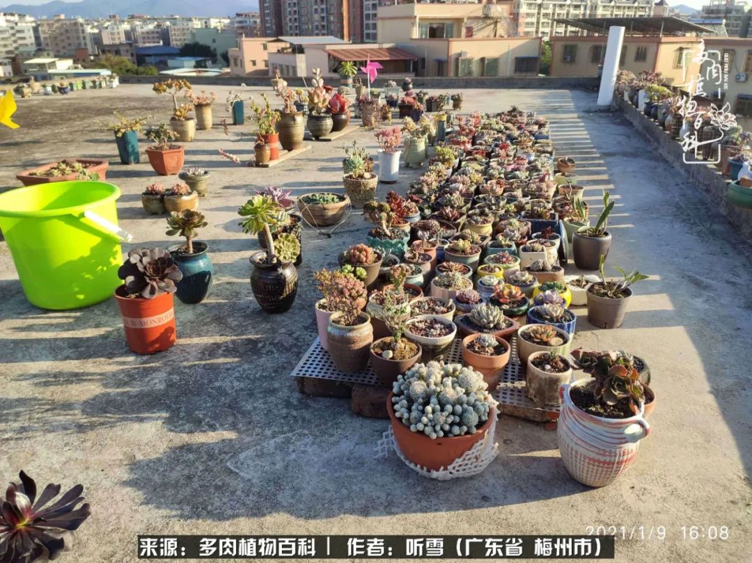 爱上多肉精致生活,爱上多肉我们的减压法宝