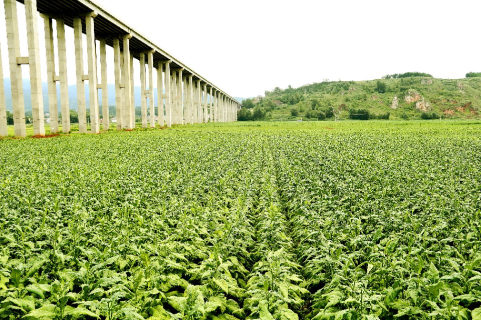 种下“绿叶子”   烤出“黄叶子”   换来“金票子”