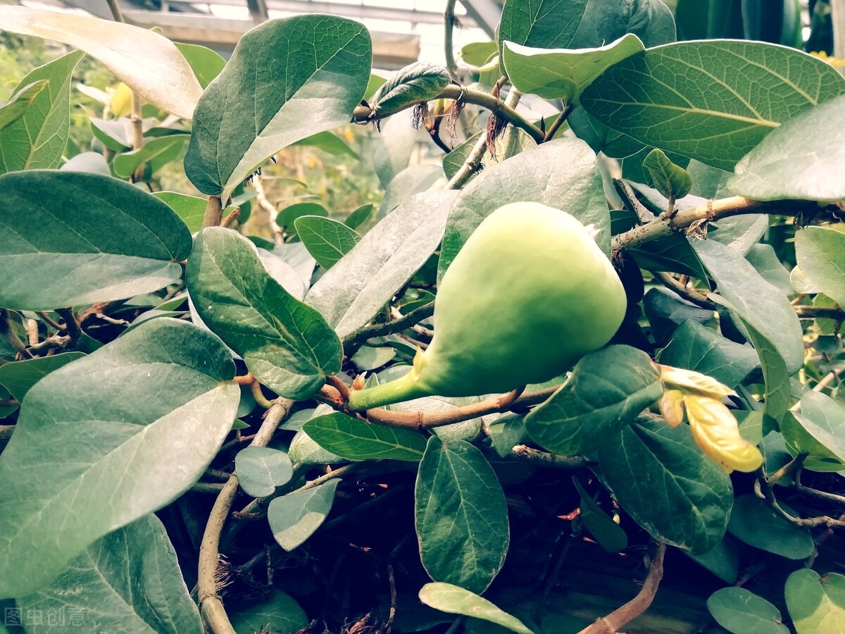 这8种花草决不能放家里,房顶植物花草种植方法