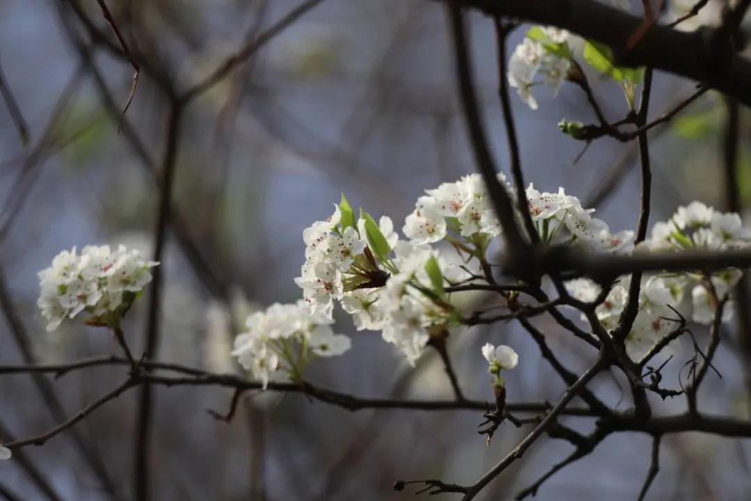 合肥最美的春天景点,合肥春天有哪些好玩的景点