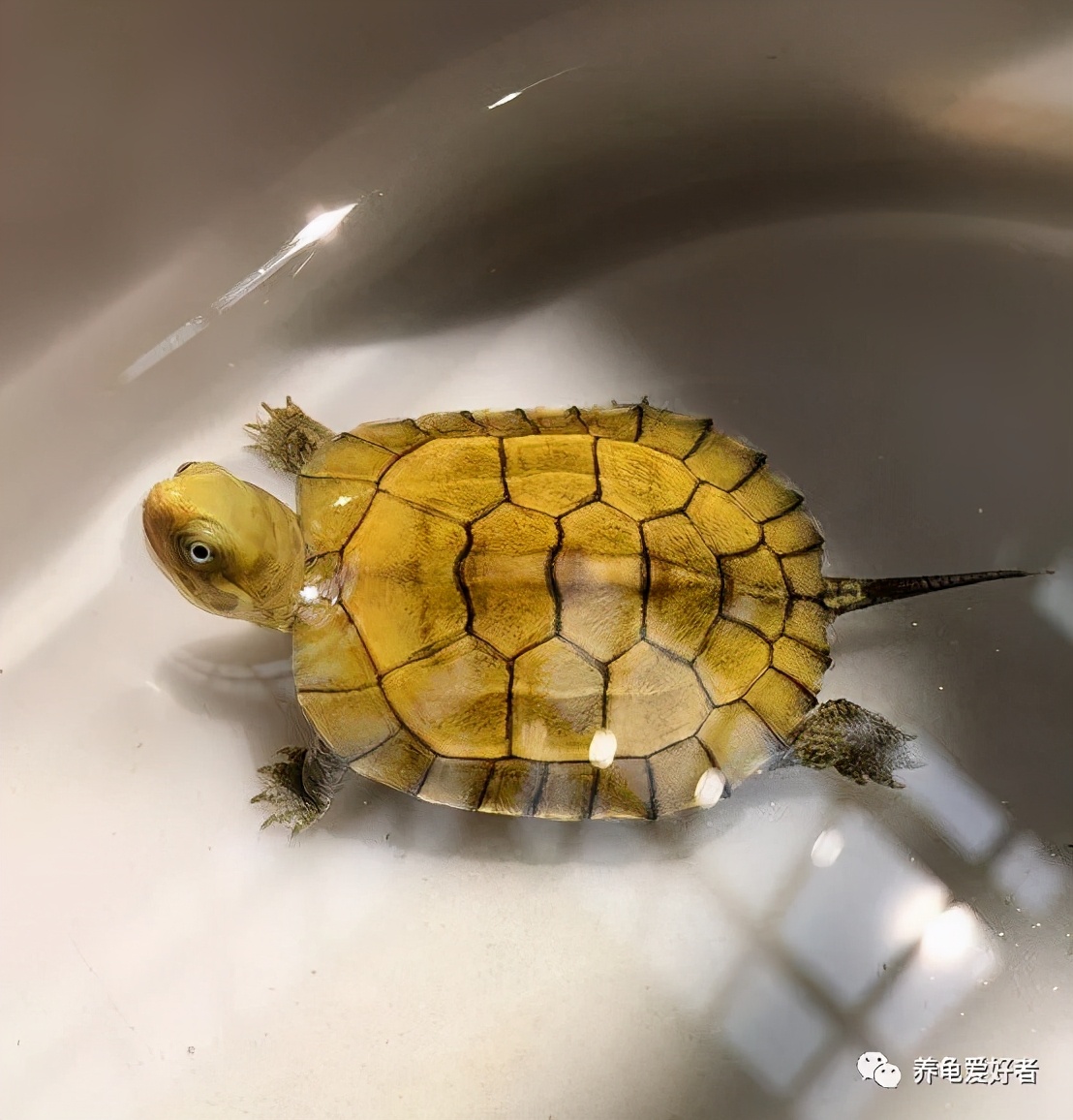 养龟的30个小知识看看会有用的,哪种龟最好养又健康