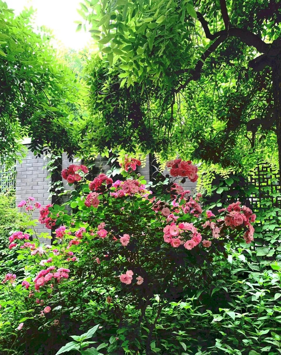 缃戝弸鍒嗕韩鍖椾含璧忚姳鎸囧崡,鍖椾含璧忚姳鎸囧崡