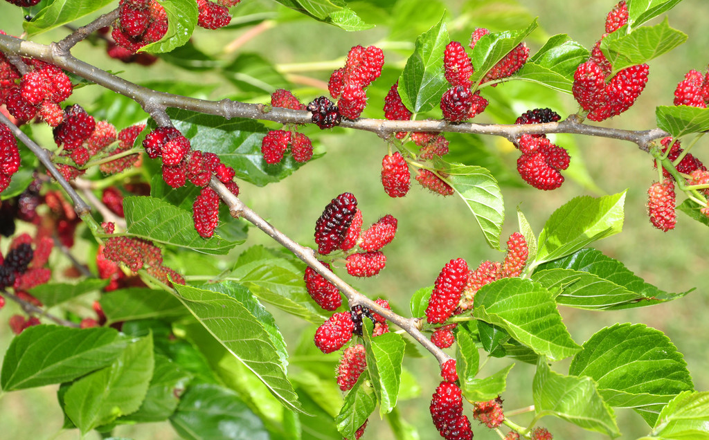 养蚕种植什么品种的桑树,养蚕桑树种植的最佳时间