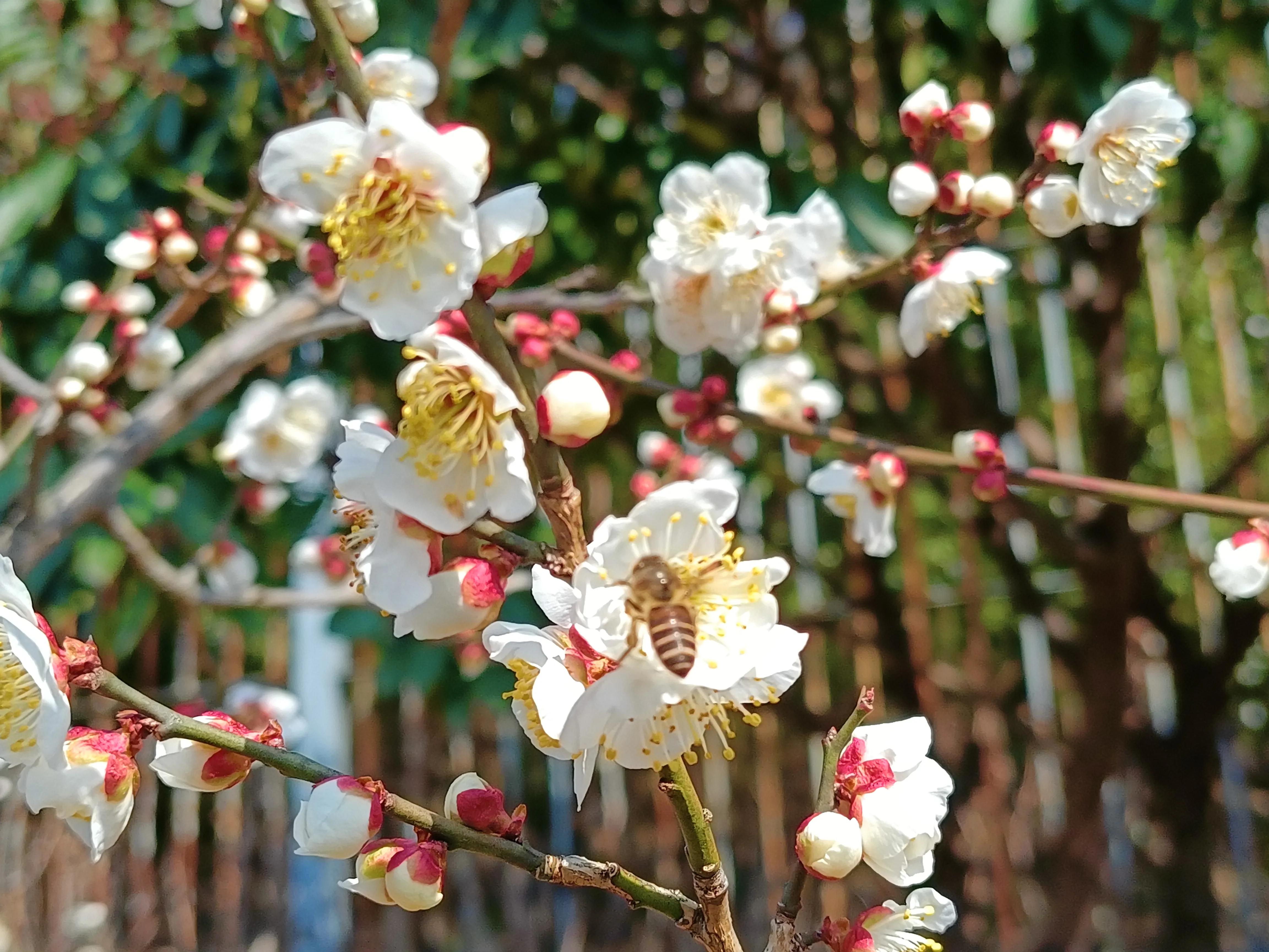 上方山森林公园作文,上方山森林公园动物世界