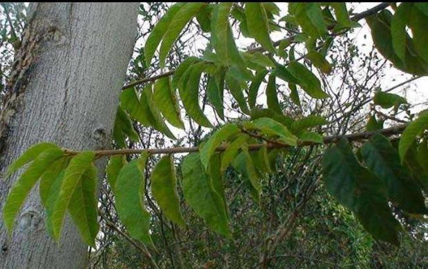 中国最危险的树是啥树,世界上最危险的树千万不要碰