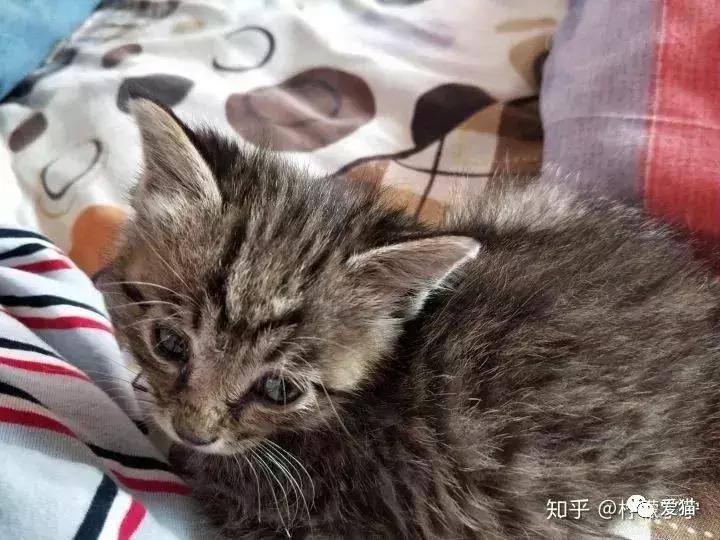 猫是否知道自己是猫,猫知自己是猫么