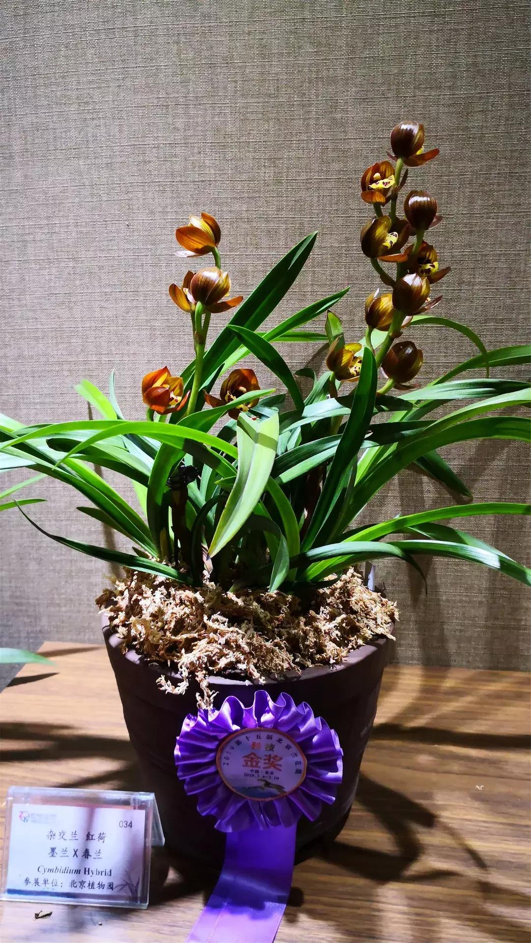 美美美！海淀这个地儿，万株兰花惊艳来袭，你招架的住吗？