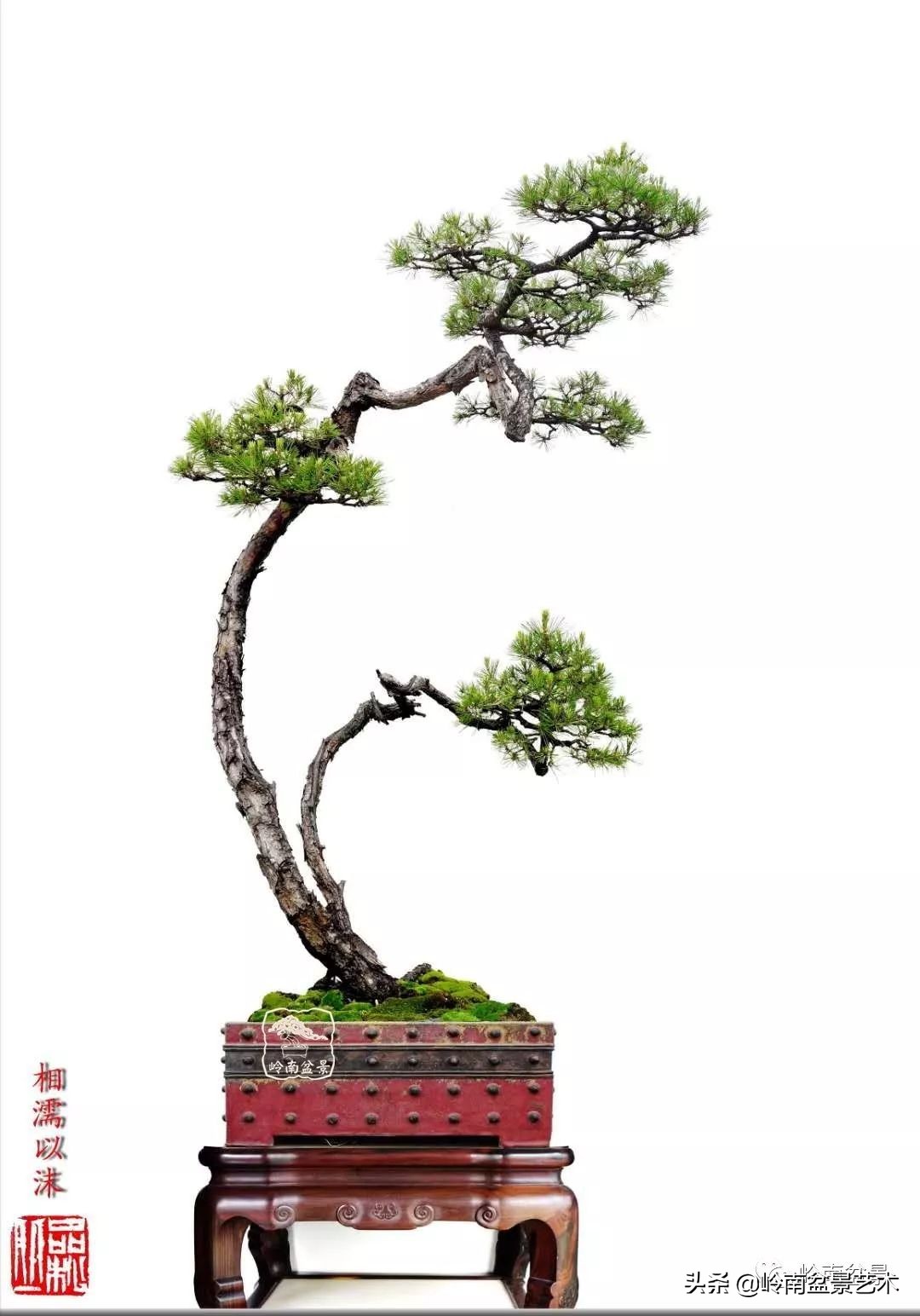 寒松纵老风骨在——赏松杂谈