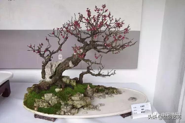 赏梅花十首最好的诗,最经典的梅花十绝