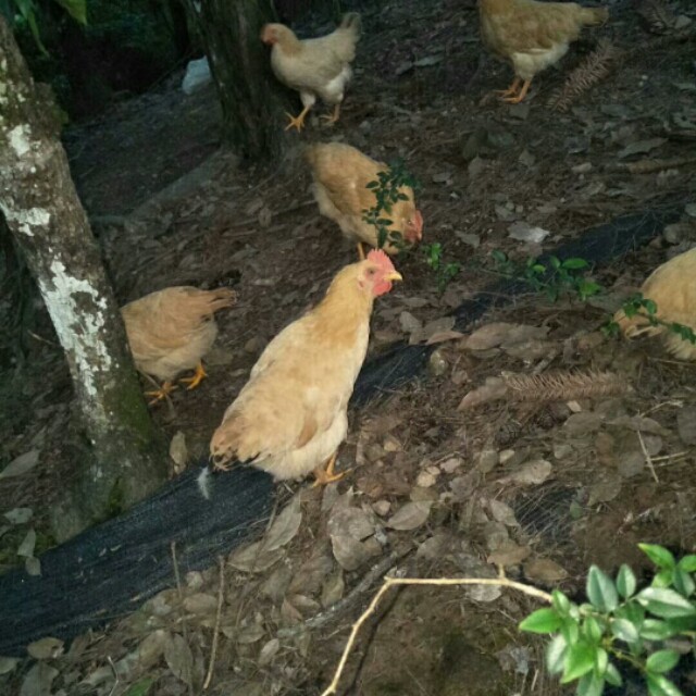 于都县金盆镇樟木坑,于都禾丰樟木坑