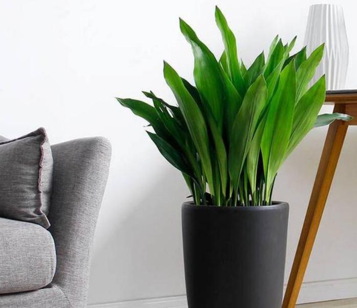 十大卧室养殖吸甲醛净化空气绿植,新装修的房子养什么花除甲醛