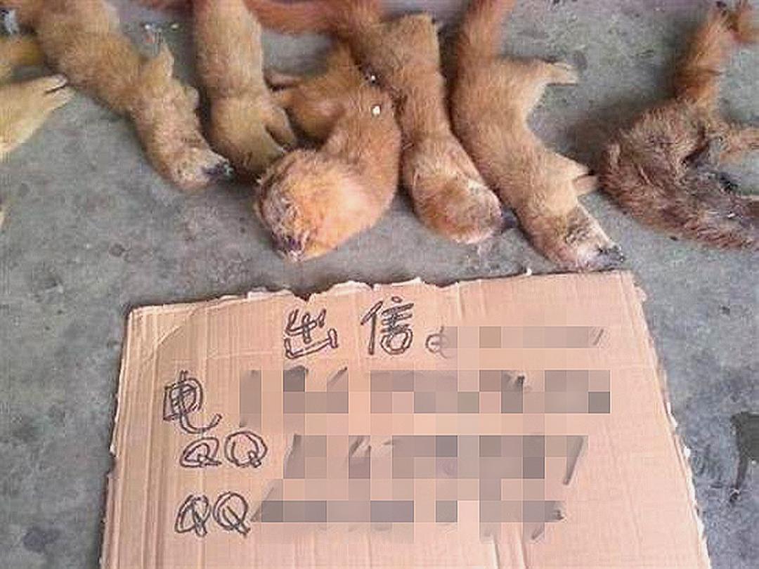 猫和黄鼠狼哪个捕杀老鼠最多,黄鼠狼捕杀大老鼠