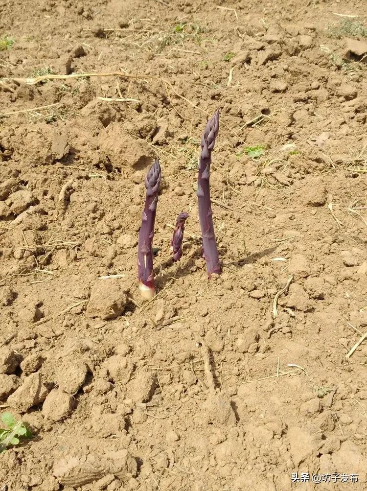 鎴戜滑鏉ュ埌浜嗕腑鍥界殑鑺︾瑡涔嬩埂,鍧婂瓙鑺︾瑡