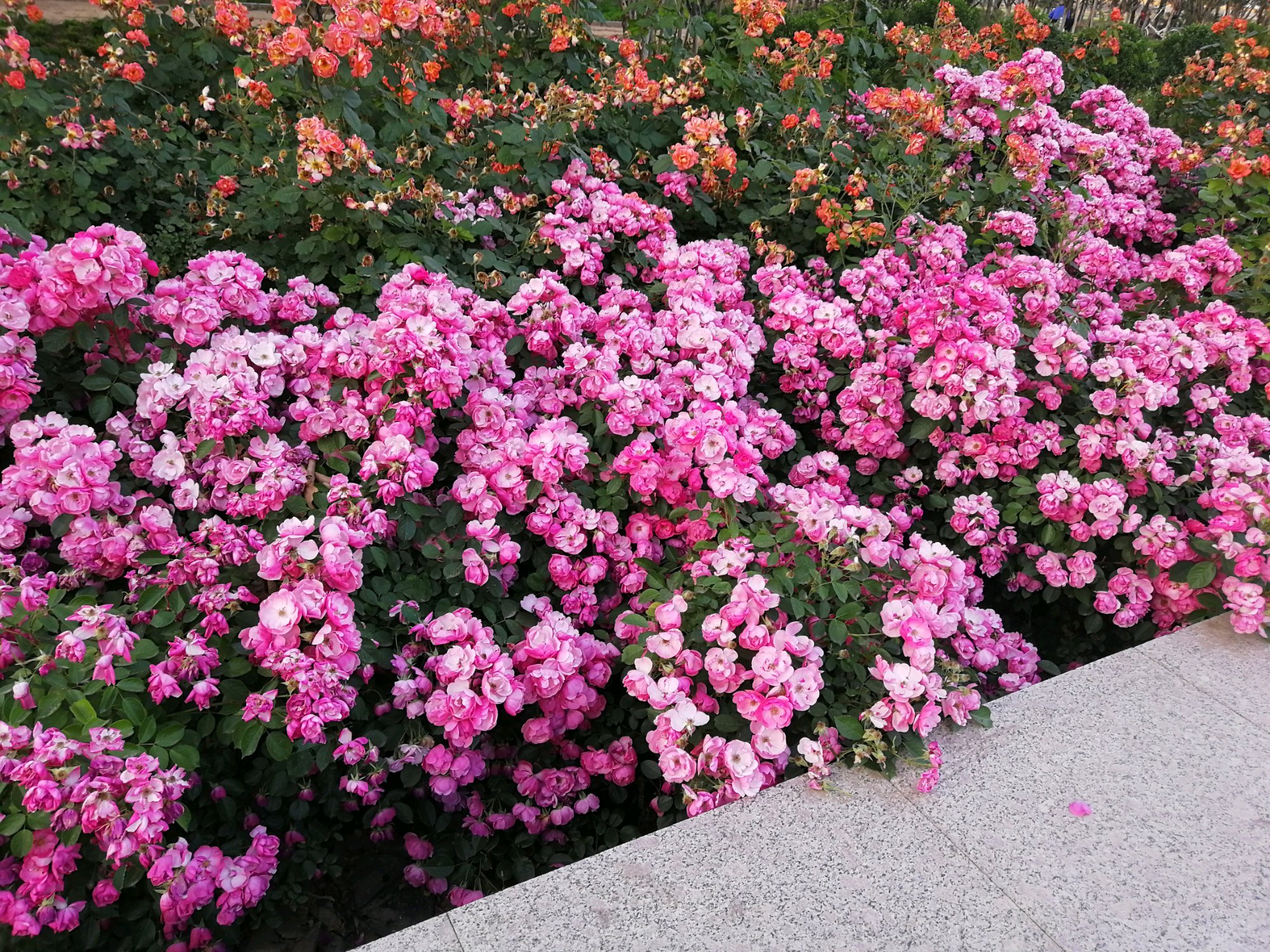 怎样才能让藤本月季快速成为花墙,藤本月季和蔷薇哪个做花墙比较好