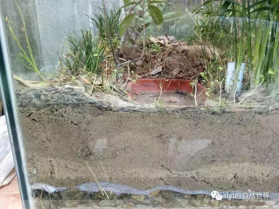 黄缘龟多大可以进环境造景,黄缘龟造景用陶粒还是火山石