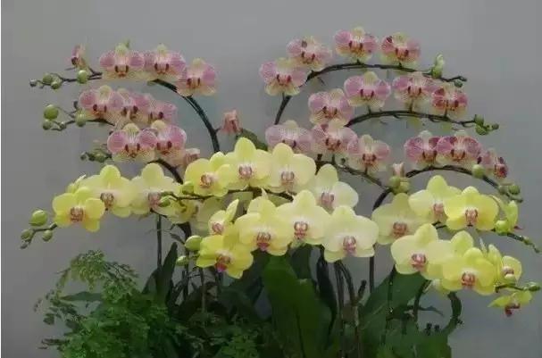 极品中的精品兰花,带你回忆天价兰花蕙兰篇