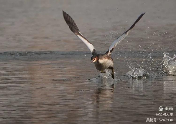 凤头鸊鷉粤语,斑头雁飞得最高的鸟