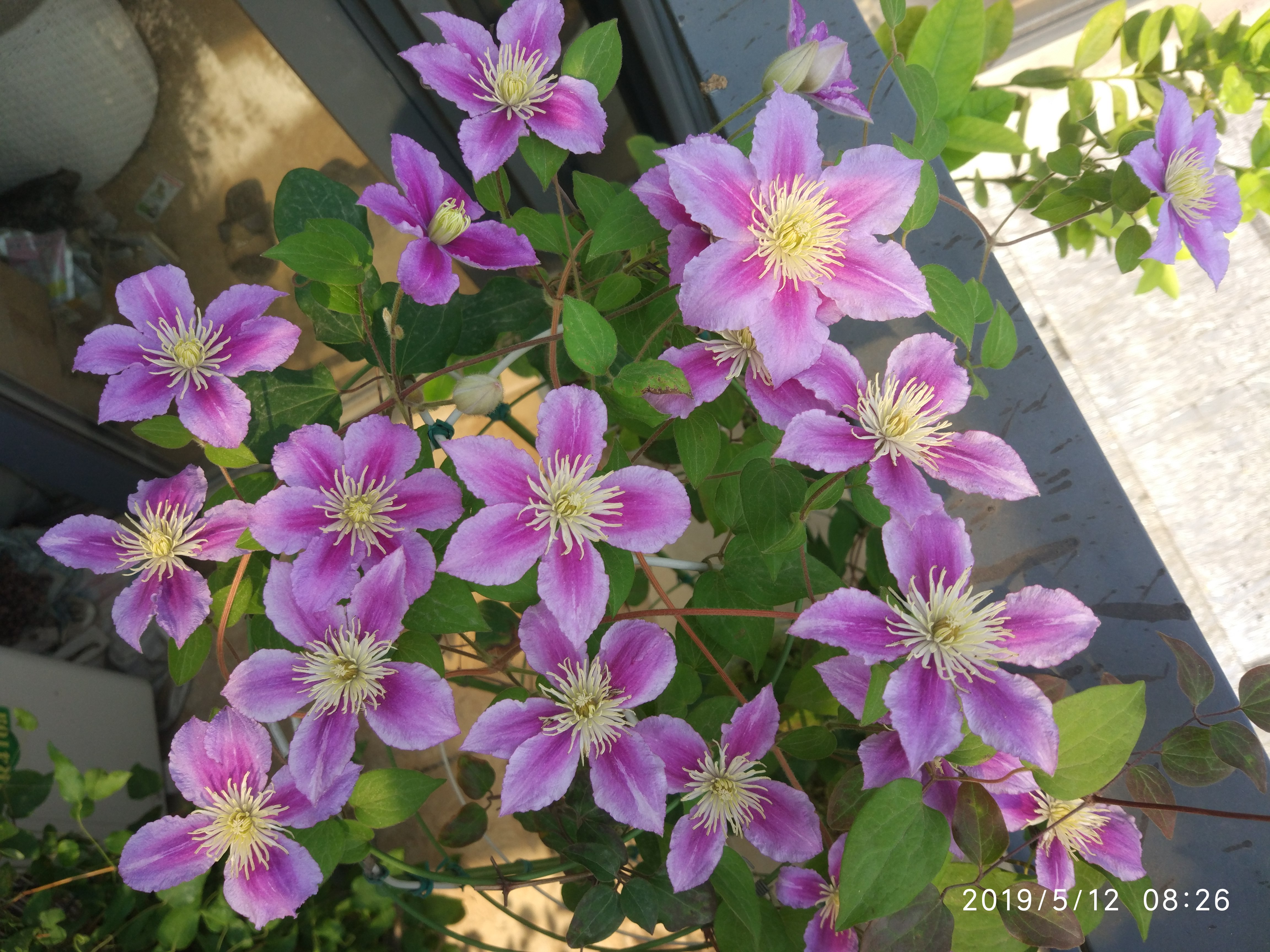 王药师清脉通,王药师的用药宝典