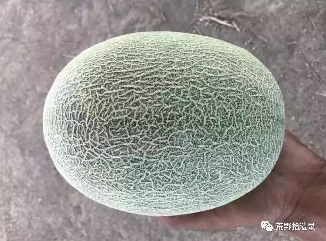 四川适合种植哈密瓜甜瓜品种,甜瓜种植技术新疆哈密瓜