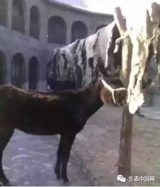 浼犺涓殑闃胯兌,閭ｄ簺琚璇濈殑闃胯兌