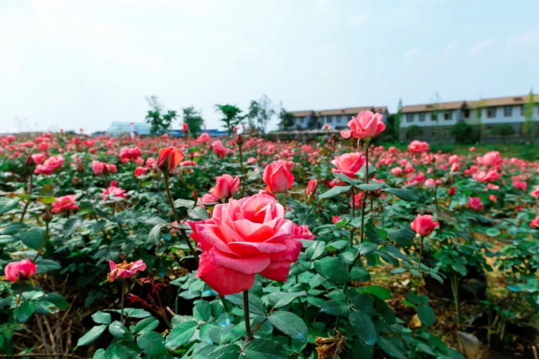 踏青打卡好去处双流空港公园,成都双流的三大新的生态公园