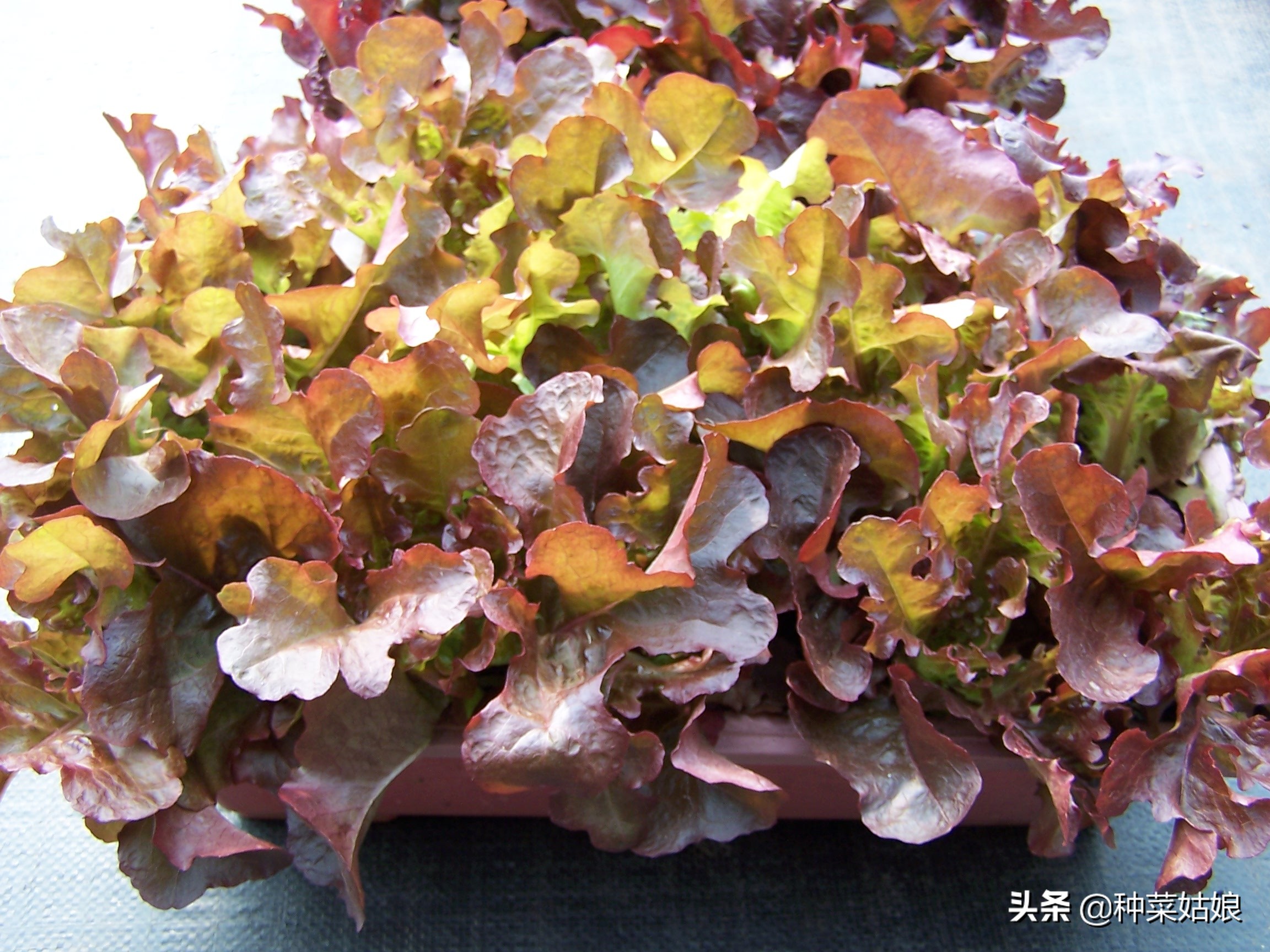 春季种菜油菜怎么种,小油菜芽苗菜的种植方法